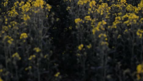 a large blooming rapeseed field after sunset in germany