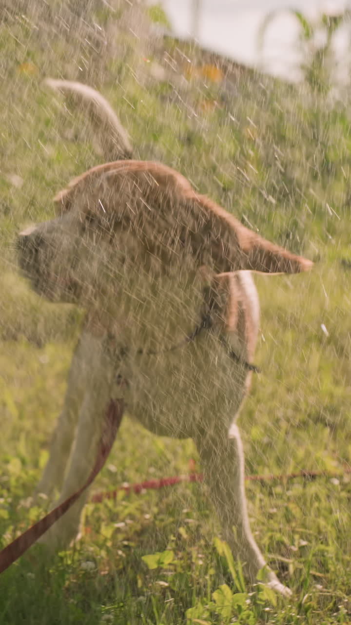 perro en la correa jugoso moviéndose por el campo cubierto de hierba, disfrutando de un refrescante chorro de agua mientras las gotas caen sobre él, creando un momento divertido y alegre al aire libre bajo la cálida luz del sol