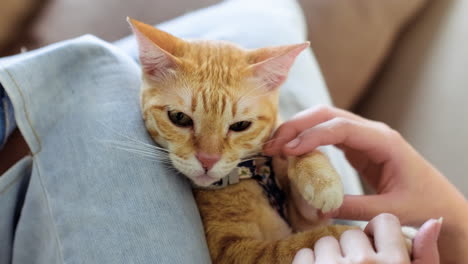 mujer jugando con un gato