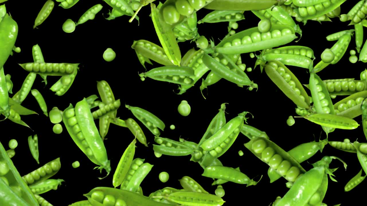 낙하하는 완두콩 배경, 알파 채널, 루프