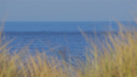 mid shot of out of focus marram grass with sea in background at caister on sea beach