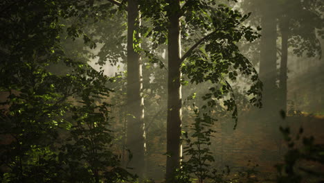 Niebla-De-Verano-En-El-Bosque