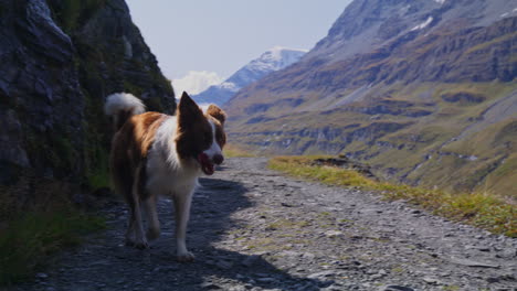 peaceful summer hike in the swiss alps near mauvoisin, val de bagnes, with a border collie enjoying nature, alpine trails, and the turquoise lac de mauvoisin under clear blue skies.