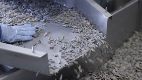 Close-shot-of-a-conveyor-with-sunflower-seeds