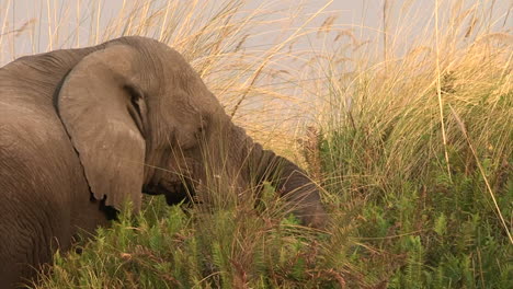 Afrikanischer-Elefant,-Der-Sich-Von-Schilf-Und-Gras-Ernährt,-Kopf-Dreht,-Ansicht-Von-Hinten