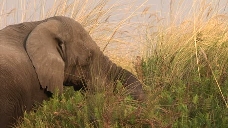 Elefante-Africano-Alimentándose-De-Caña-Y-Hierba,-Girando-La-Cabeza,-Vista-Desde-Atrás