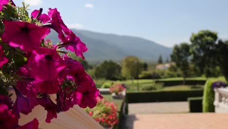 vibrant flowers with scenic mountain backdrop