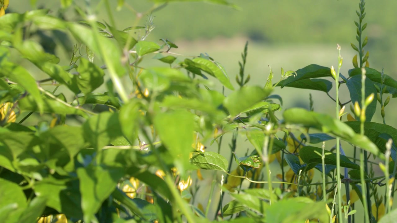 Sunlit Green Foliage and Yellow Flowers Swaying in the Breeze