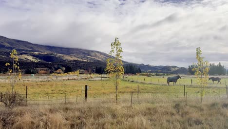 camera moves smoothly along a rural road, revealing fenced pastures, sparse trees, and distant mountains under cloudy daylight in queenstown, new zealand
