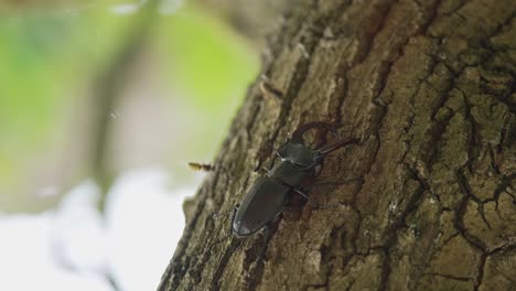 stag beetle guarded by bees on tree trunk, handheld closeup