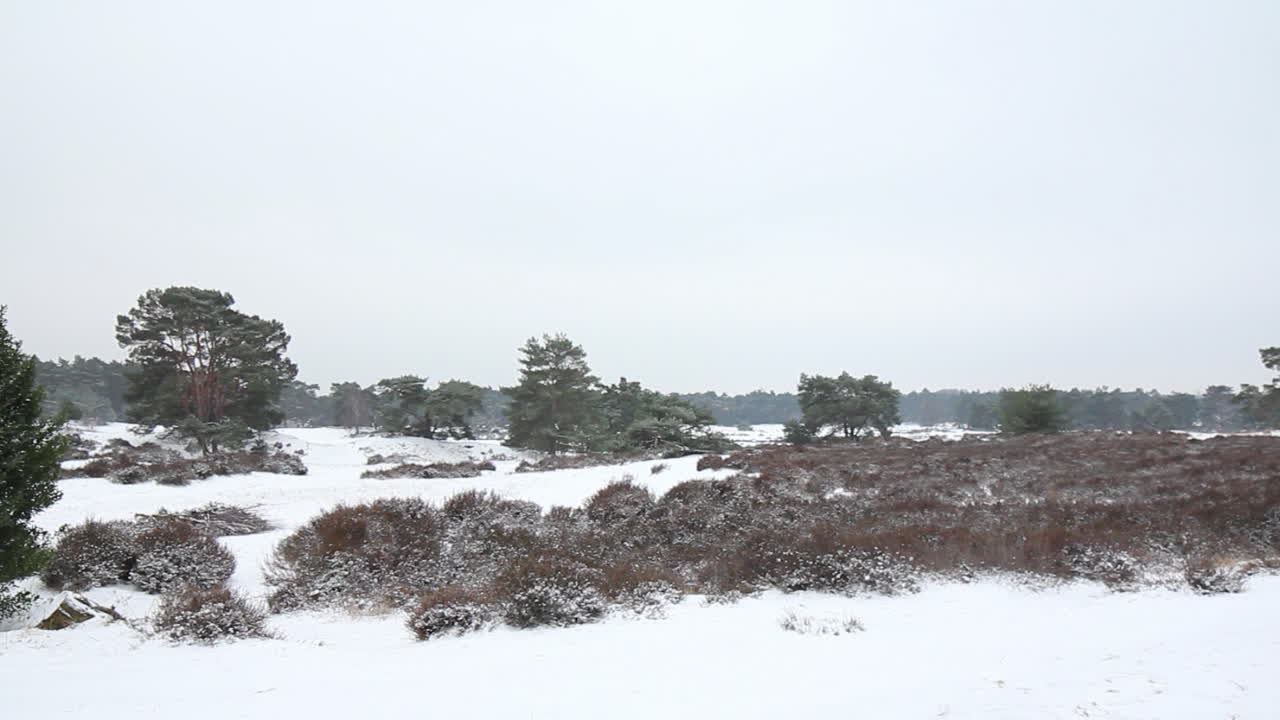 눈 덮힌 자연 공원의 긴 팬