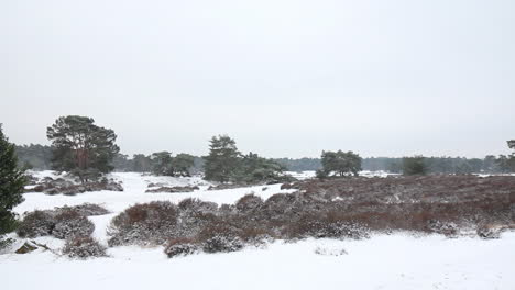 Pan-Largo-Del-Parque-Natural-Cubierto-De-Nieve