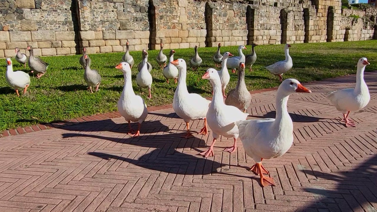 Farm birds. A group of geese walking along a wall on a sunny day. Close-up shot of birds walking. Spain.