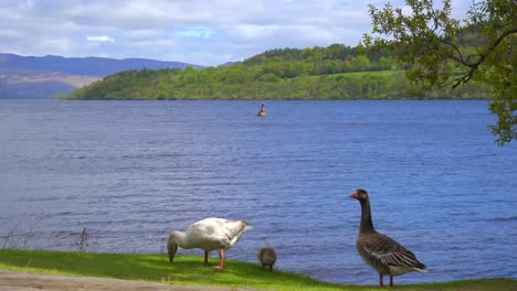 los patos deambulan por la orilla del lago lomand escocia