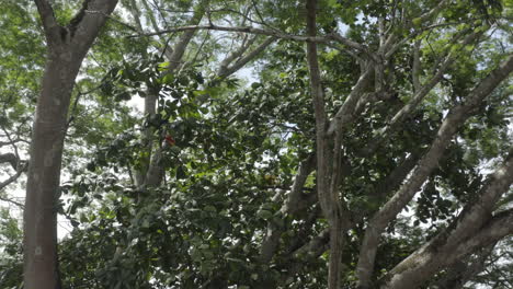 un primer plano de los árboles de la selva tropical