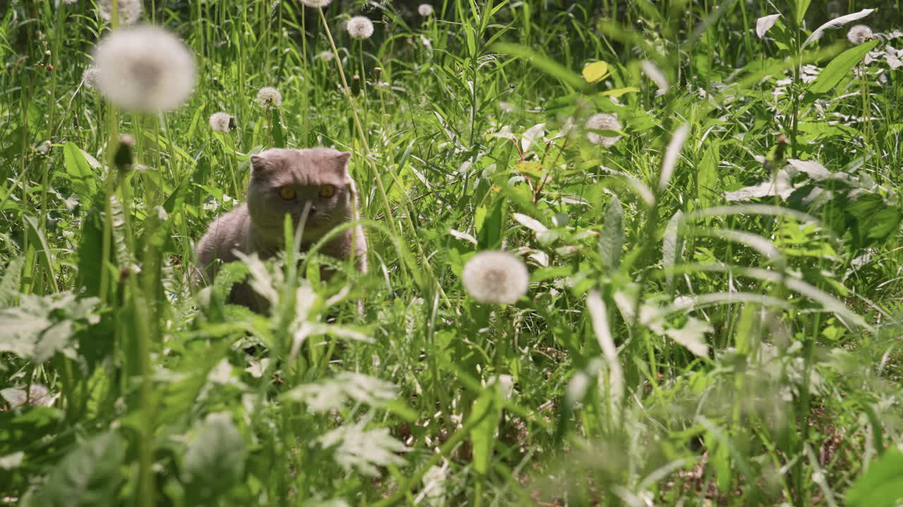 Curious Cat In Grass, Gray Cat Exploring Lush Grasslands With Attentive Gaze And Soft Fur, Curious Gray Cat Peering Through Tall Meadow Grass And Cheerful Dandelions With Alertness And Playfulness
