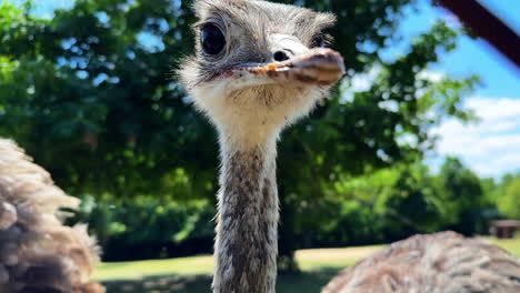 ostrich encounter in park. an ostrich curiously exploring its surroundings in a park on a sunny day with greenery in the background