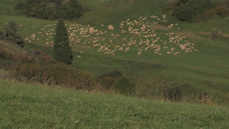 A-flock-of-sheep-on-the-grass-eating-and-following-sheep-shepherd