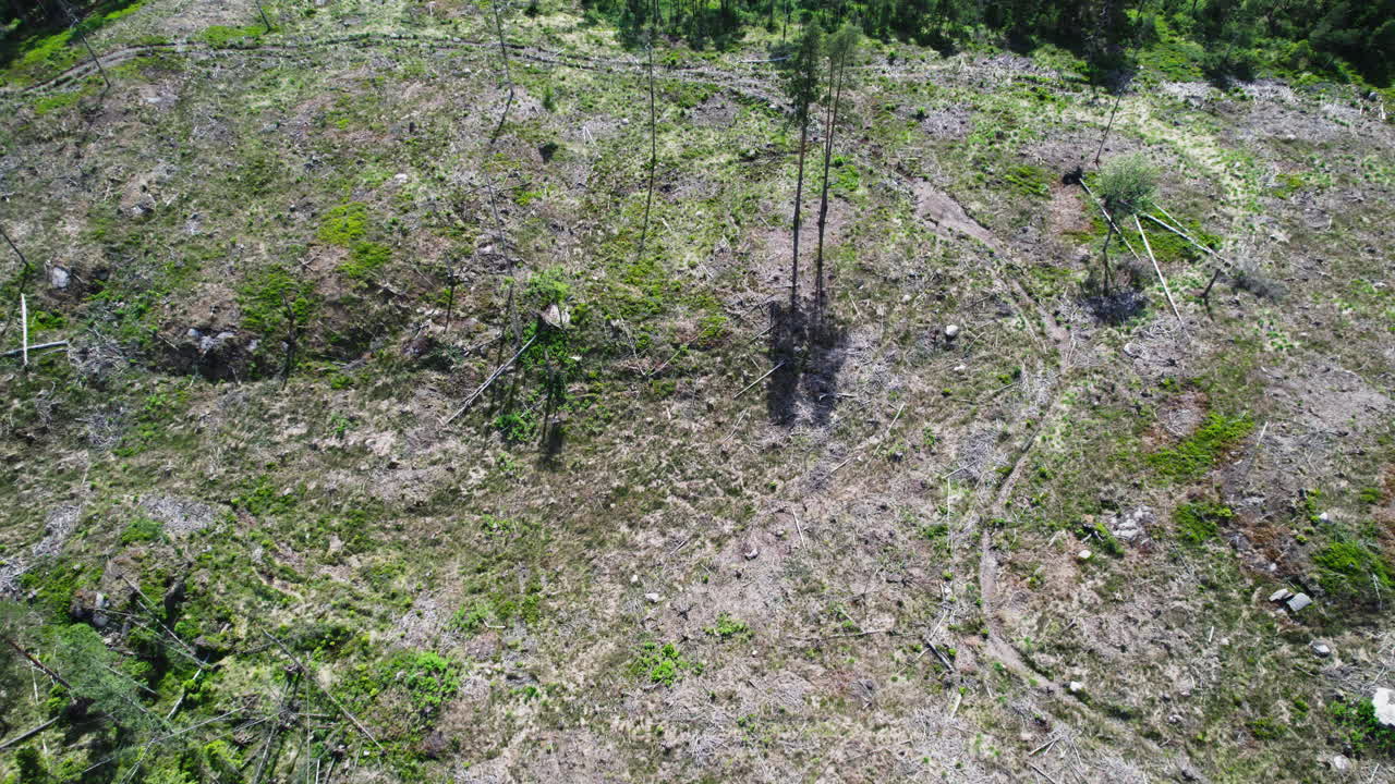 Pull Out Shot of an Aerial View of a Patch of Land Caused by Deforestation Surrounded by Pine Trees