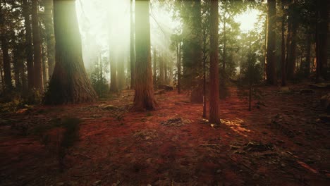 Loop-Giant-Sequoia-Trees-at-summertime-in-Sequoia-National-Park,-California