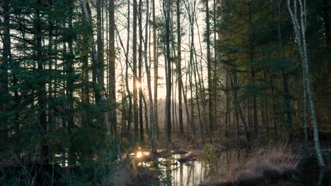 sunset in a misty forest wetland