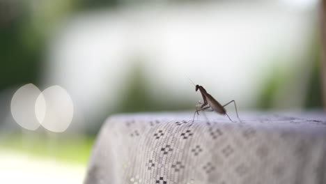 primer plano de la mantis religiosa descansando sobre un mantel blanco - enfoque superficial a nivel de los ojos