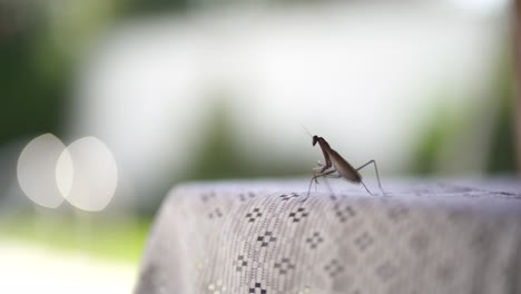 close up shot of praying mantis resting over white tablecloth - eye level shallow focus