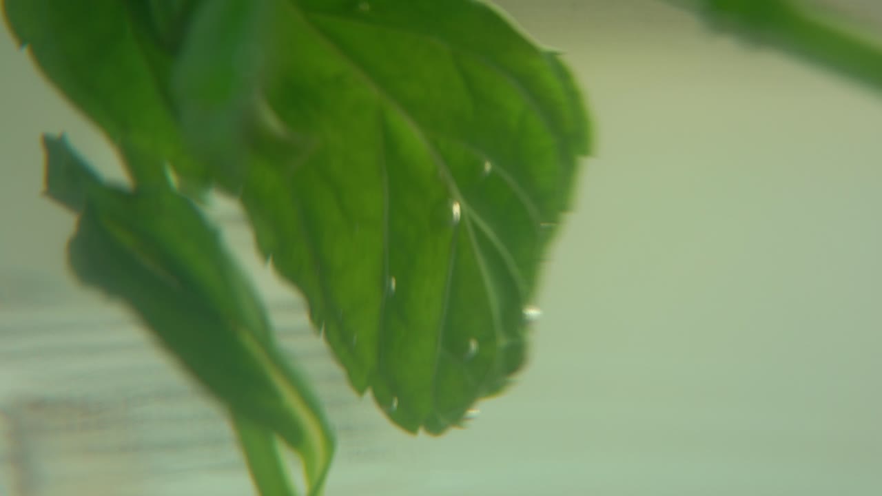 una toma macro de una hoja de menta verde fresca orgánica llena de agua caliente a un vaso, granos de azúcar, vapor y burbujas, té de desintoxicación fresco y saludable, profundidad de campo borrosa, video 4k cinematográfico suave