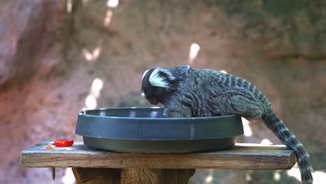 cute little common marmoset, callithrix jacchus grabbing a piece of red bell pepper, capsicum out of a bowl, eating and wondering around its surrounding in wildlife sanctuary, close up shot