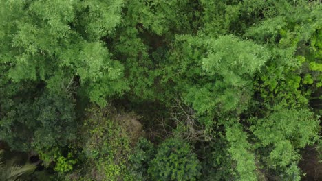 Luft--Oder-Draufsicht-Auf-Tiefgrünen-Wald-Oder-Dschungel