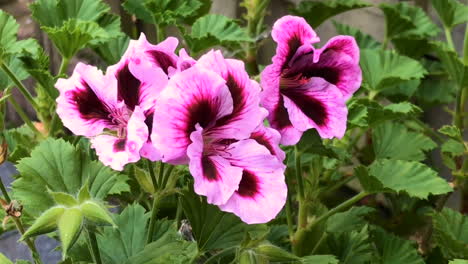 lilac geranium flowers in the garden