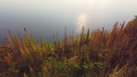 beautiful green and burnt pine trees on shore of blue lake after forest fire kirkland lake forest fire, canada