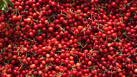 pile of fresh cherries