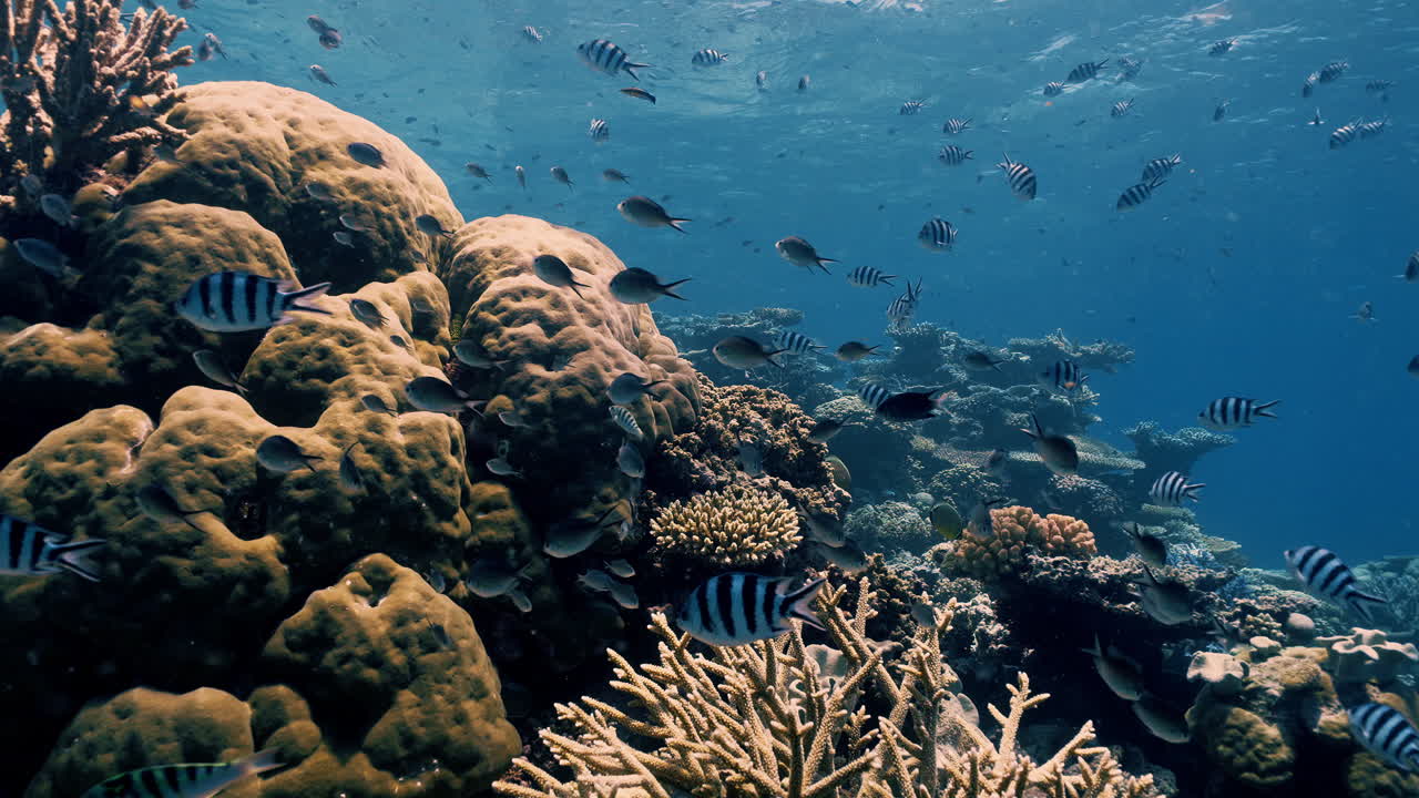 Vídeo submarino estabilizado que muestra peces de arrecife nadando constantemente alrededor de formaciones de coral en Opal Reef, en la Gran Barrera de Coral. Movimiento continuo de la cámara con comportamiento de cardumen natural.