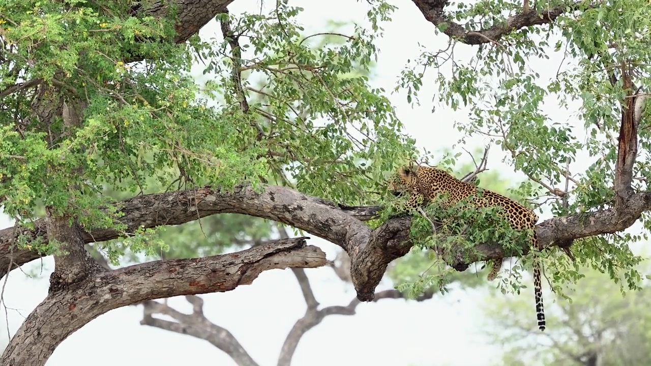 Leopar, yeşil yapraklar arasında yaprak döken ağaç dalında güvenle dinleniyor