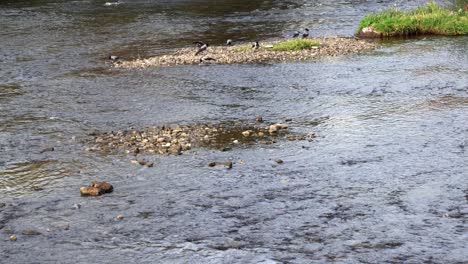 Nebelkrähen-Suchen-In-Der-Nähe-Des-Parks-In-Rumänien-Nach-Nahrung