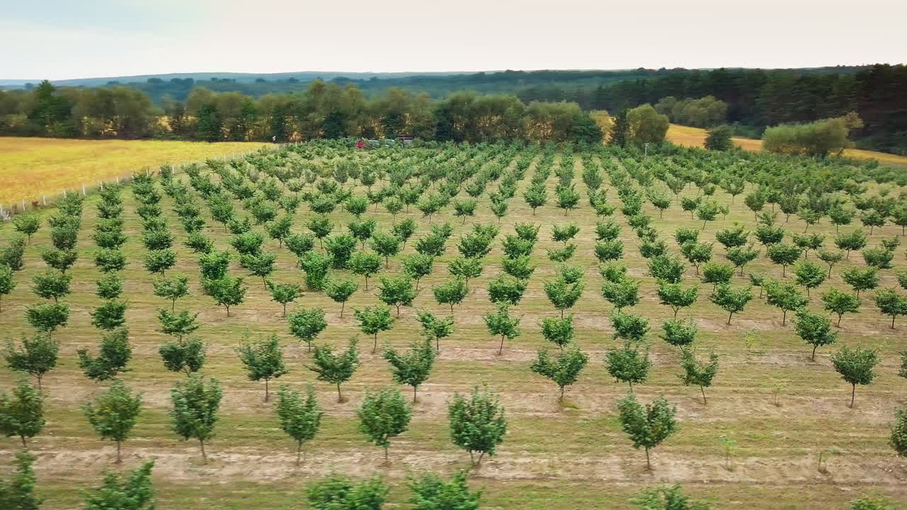 Hazelnut trees rows agriculture cultivation field growing raw ripe hazel nuts harvest autumn time