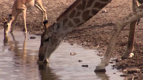 southern giraffe and impala drinking from waterhole