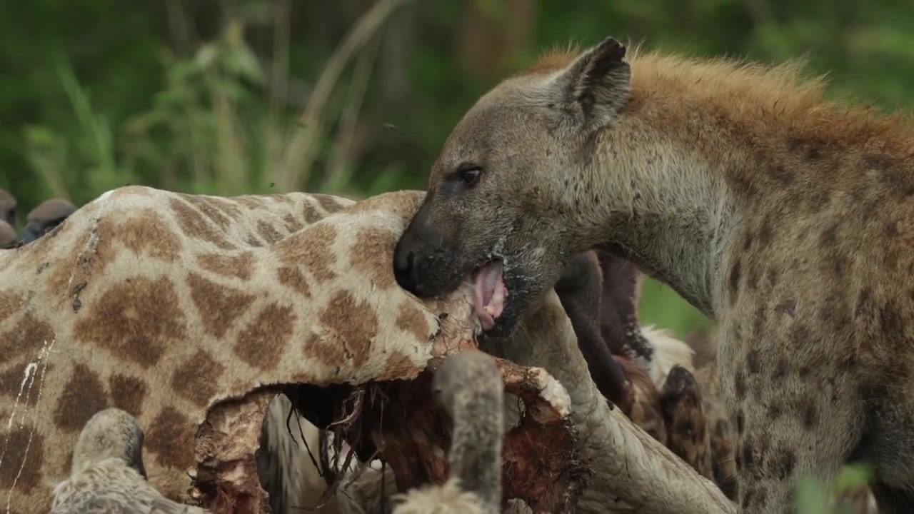 Closeup of a spotted hyena feeding on a giraffe carcass while surrounded by white-backed vultures, Kruger National Park