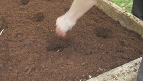 Sowing-seed-potatoes-in-raised-garden-bed