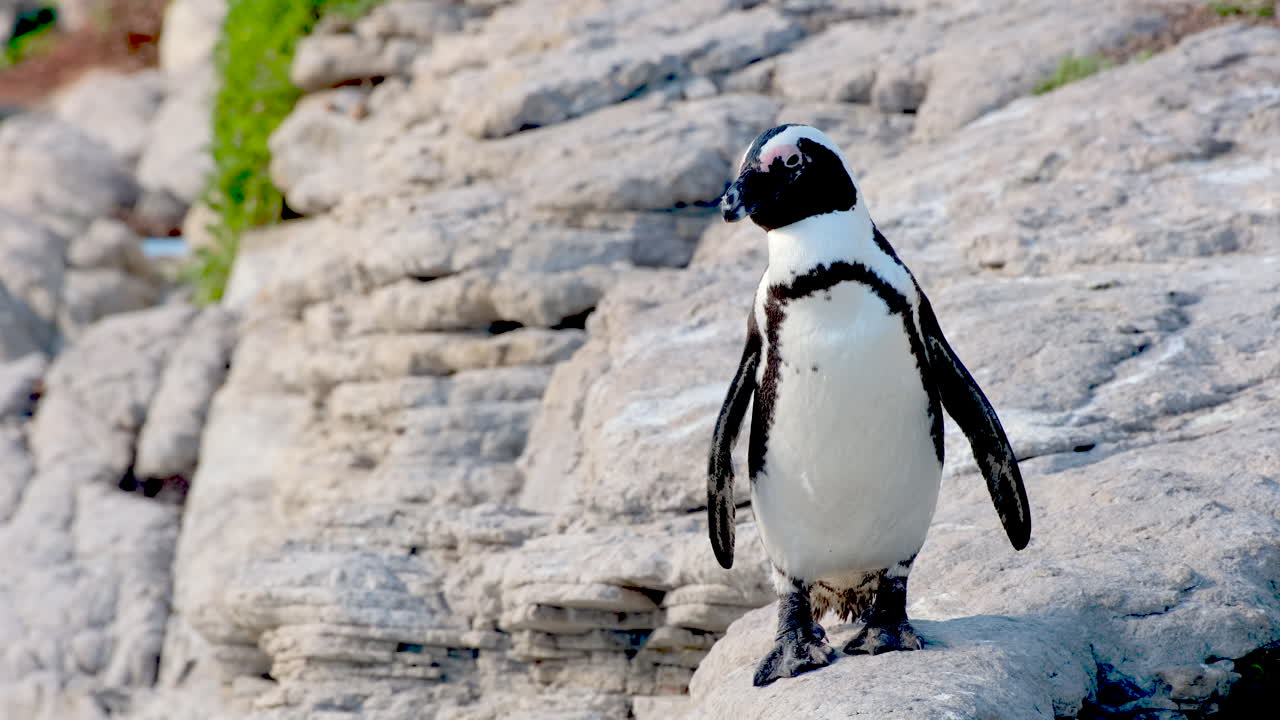 Cape penguin Spheniscus demersus on coastal rocks preening its feathers, close
