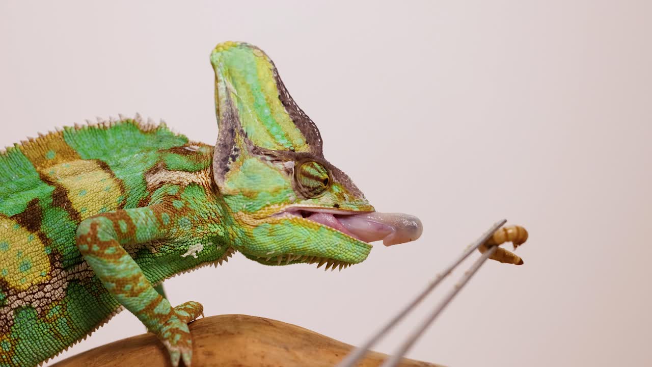 A veiled chameleon captures and eats a worm using its tongue. Bright lighting highlights the chameleon's vibrant colors