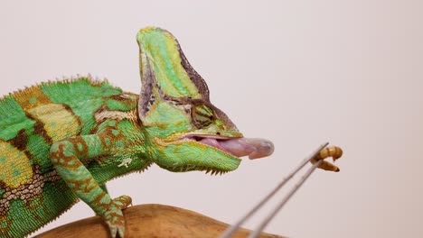 a veiled chameleon captures and eats a worm using its tongue. bright lighting highlights the chameleon's vibrant colors