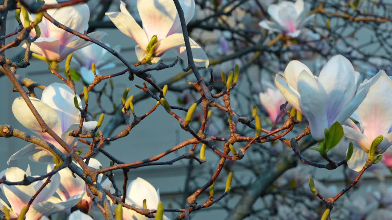 Primo piano di fiori di magnolia bianca su un ramo d'albero in primavera. Fiori di magnolia bianchi e rosa chiaro che sbocciano su un ramo con la luce soffusa del pomeriggio a New York.