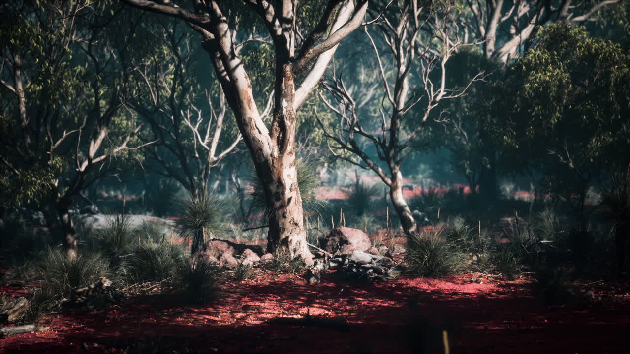 bosque de eucaliptos australiano