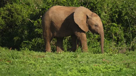 baby african elephant walks through grass alone in addo elephant park, slow motion