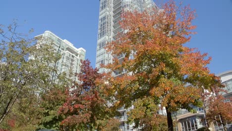 autumn trees with high-rise buildings in the background in vancouver, british columbia, canada