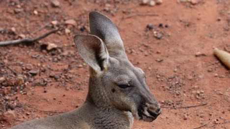 kangaroo head turning, observing its environment