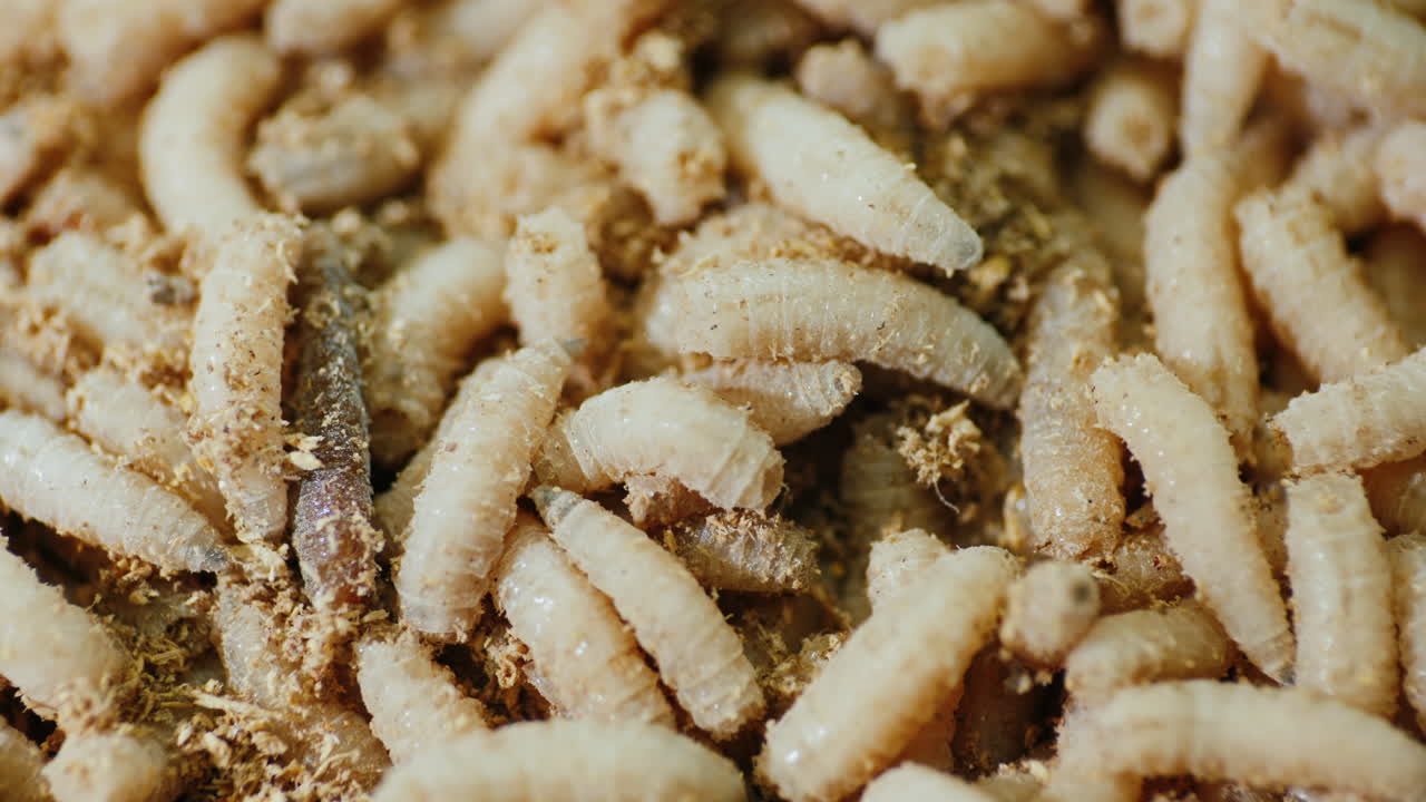 수많은 흰 구더기의 배경