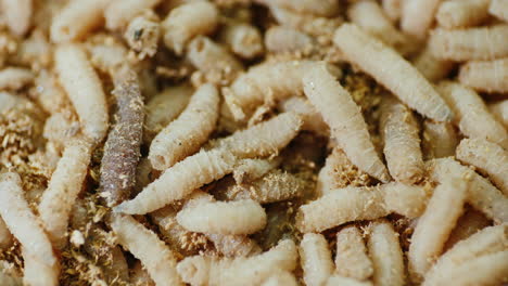 background of a multitude of white maggots